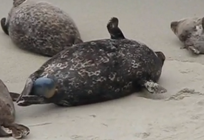 (Video) Baby Seal Pup Birth in La Jolla, California
