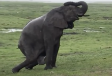(video) Roaring Mother, Visualization and the Birth of an Elephant Calf