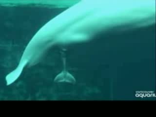 (Video) Beluga Whale Births Her Calf