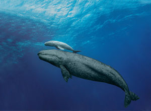 (Video) Simulation of A Blue Whale Giving Birth