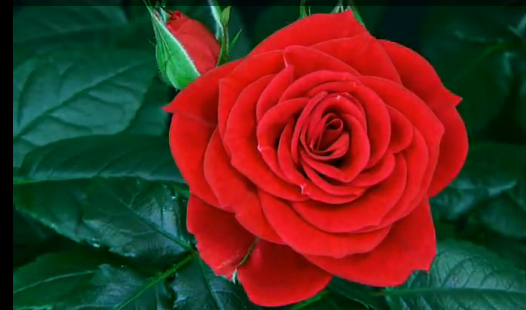 (Video) Blooming Rose