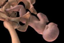 (Video) Alexander Tsiaras: Conception to Birth - Visualized (TED Talk)