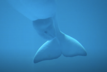 Video:  Birth of a Baby Beluga